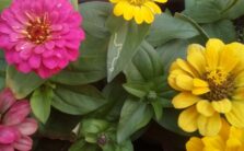 Farben 217 Zinnien Farben 217 Zinnien